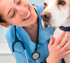 Cabecera Curso de Asistencia a la Atención Clínica en Centros Veterinarios