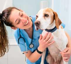 El 40% de los graduados en Veterinaria especializados encuentran trabajo en menos de 3 meses