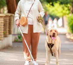 Hoy 24 de abril se celebra el Día Internacional del Perro Guía