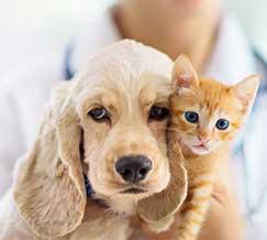 ¿Sueñas con trabajar en el ámbito veterinario? 