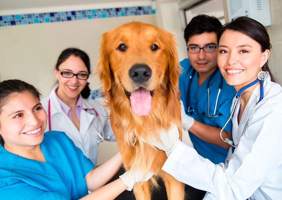 Estudios de veterinaria online