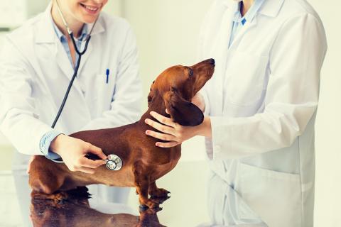 veterinarios